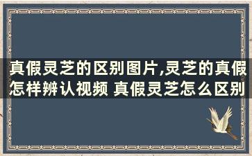 真假灵芝的区别图片,灵芝的真假怎样辨认视频 真假灵芝怎么区别